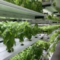 Understanding Nutrient Film Technique for Hydroponic Gardening