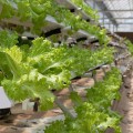 Understanding Plant Hormones and Growth Regulators for Successful Hydroponic Gardening