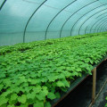 A Beginner's Guide to Hydroponic Greenhouse Systems