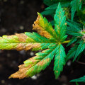 Understanding Common Deficiency Symptoms in Plants: A Comprehensive Guide to Hydroponic Nutrients