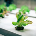 Choosing the Right Grow Medium for Your Hydroponic System