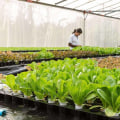 A Beginner's Guide to Hydroponics and Aquaponics