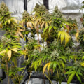 Identifying and Correcting Deficiencies in Hydroponic Nutrients