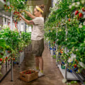Sustainability and Self-Sufficiency: How Hydroponics Can Help You Achieve Urban Farming Success