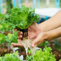Pros and Cons of Different Types of Hydroponic Nutrients