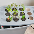 How to Improve Your Hydroponic Garden's Air Circulation and Pest Management