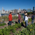 Exploring the World of Hydroponics: Community Gardens and Urban Farms