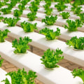 Adjusting Nutrient Levels for Optimal Growth: A Comprehensive Guide to Hydroponic Nutrients