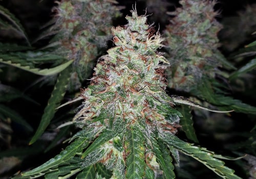 A Beginner's Guide to Ceramic Metal Halide (CMH) Lights for Hydroponic Gardening