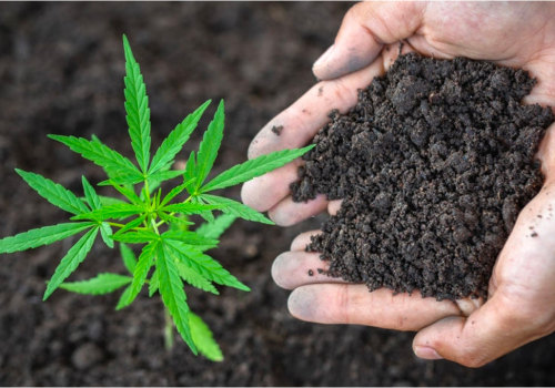 Organic vs. Synthetic Supplements: Choosing the Best for Your Hydroponic Garden