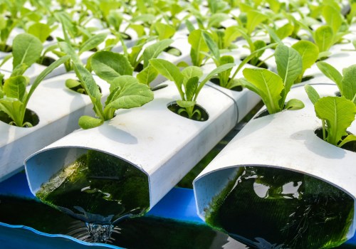 How Beneficial Microbes and Enzymes Can Transform Your Hydroponic Garden