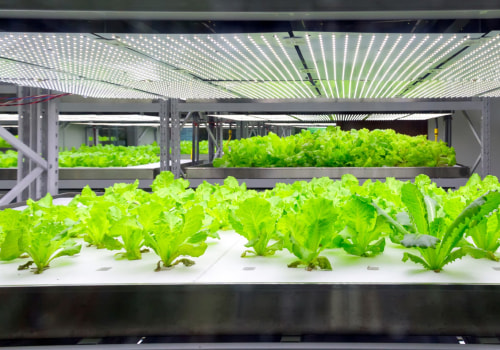 A Comprehensive Look at Fluorescent Lights for Hydroponic Gardening