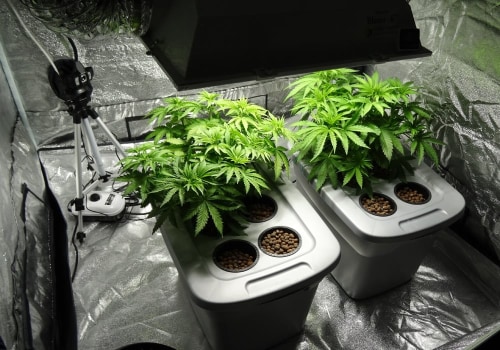 A Comprehensive Look at Deep Water Culture (DWC)