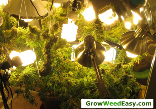 Understanding pH Adjusters and Testing Kits for Hydroponics