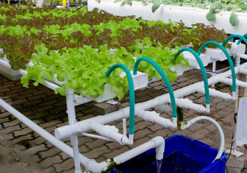 Beneficial Bacteria and Fungi in Hydroponics: A Beginner's Guide