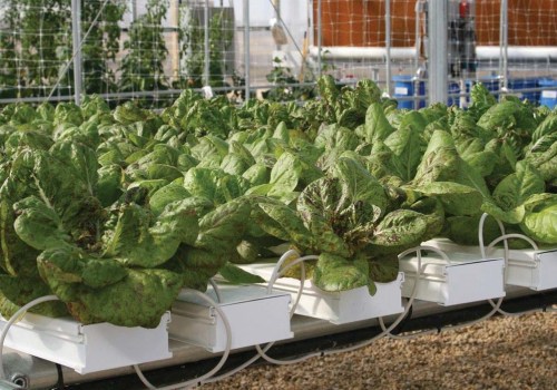 How to Set Up a Successful Hydroponic Garden
