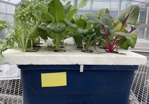 Placement and Distance from Plants in Hydroponics Gardening
