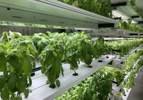 Understanding Nutrient Film Technique for Hydroponic Gardening