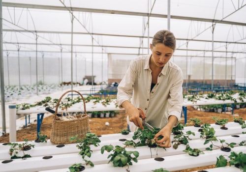 Using Timers for Automated Watering: How to Optimize Your Hydroponic Garden