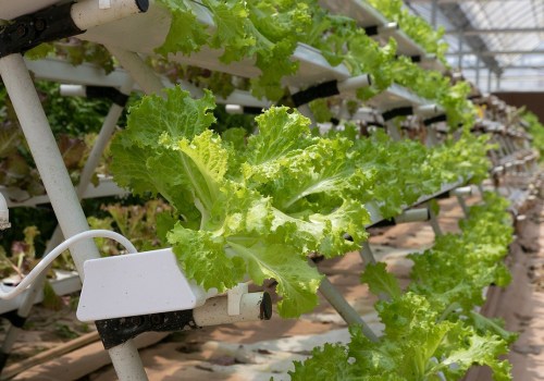 Understanding Plant Hormones and Growth Regulators for Successful Hydroponic Gardening