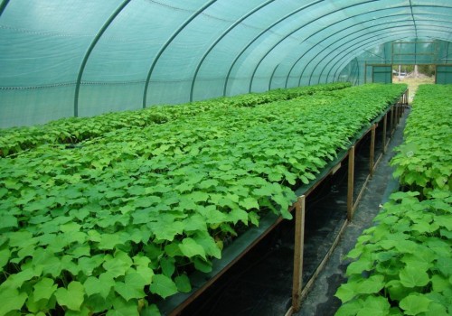 A Beginner's Guide to Hydroponic Greenhouse Systems