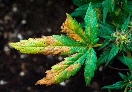 Understanding Common Deficiency Symptoms in Plants: A Comprehensive Guide to Hydroponic Nutrients