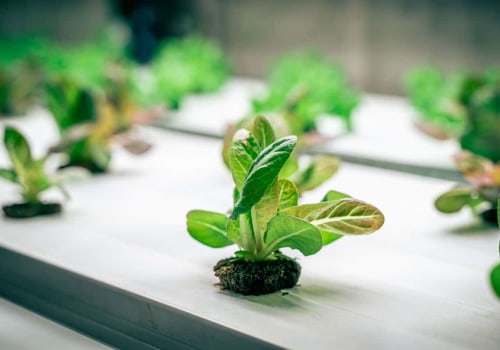 Choosing the Right Grow Medium for Your Hydroponic System