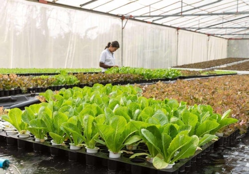 A Beginner's Guide to Hydroponics and Aquaponics