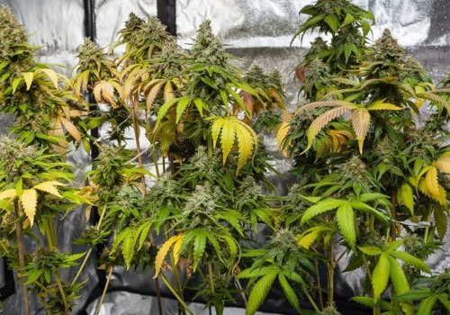 Identifying and Correcting Deficiencies in Hydroponic Nutrients