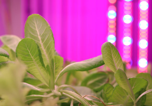 A Complete Guide to Light Cycles for Different Stages of Growth in Hydroponic Gardening
