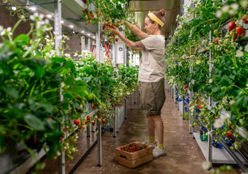 Sustainability and Self-Sufficiency: How Hydroponics Can Help You Achieve Urban Farming Success