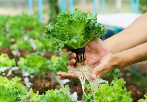 Pros and Cons of Different Types of Hydroponic Nutrients